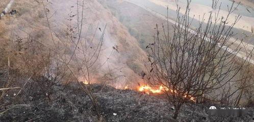 狮子山爆料视频最新,最新热点事件深度解析  第1张